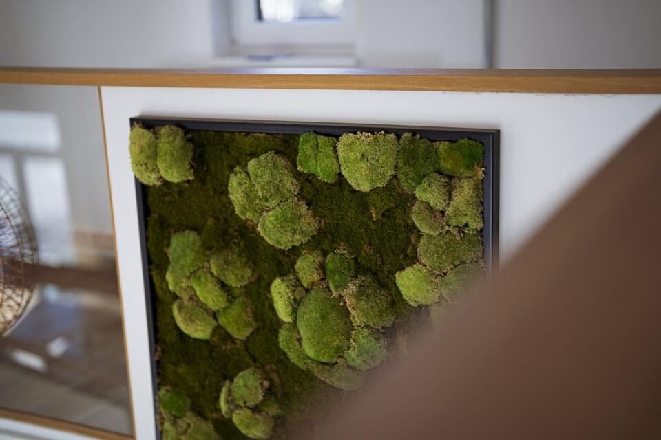Mossbild, dient es angenehmen Raumklimas und weist einen ästhetischen Anblick auf
